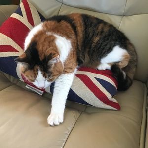 Meet your Posher, Allison